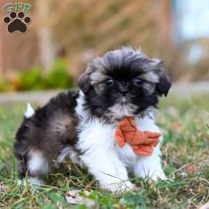 Oliver, Shih Tzu Puppy